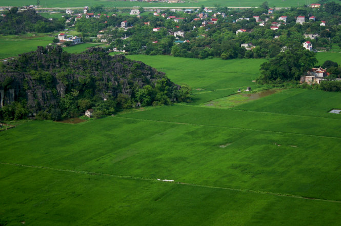 Green rice season at Vietnamese UNESCO-recognized heritage site