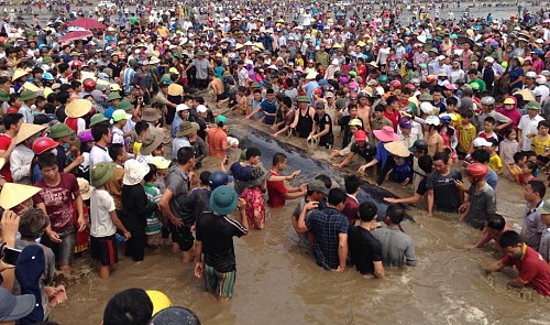 Vietnamese help stranded whale return to sea