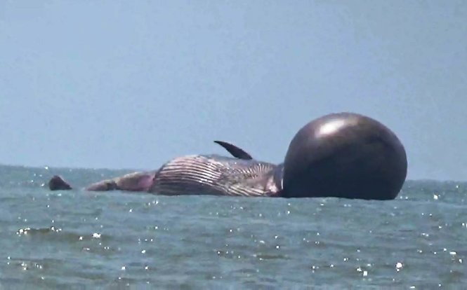 Whale found dead in north-central Vietnam