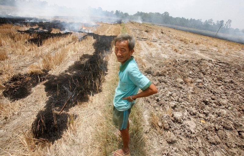 Vietnam's 2016 drought-hit rice output to fall 1.5 percent: government official