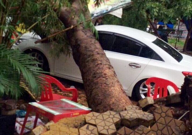 Rain uproots trees, damaging cars in Ho Chi Minh City
