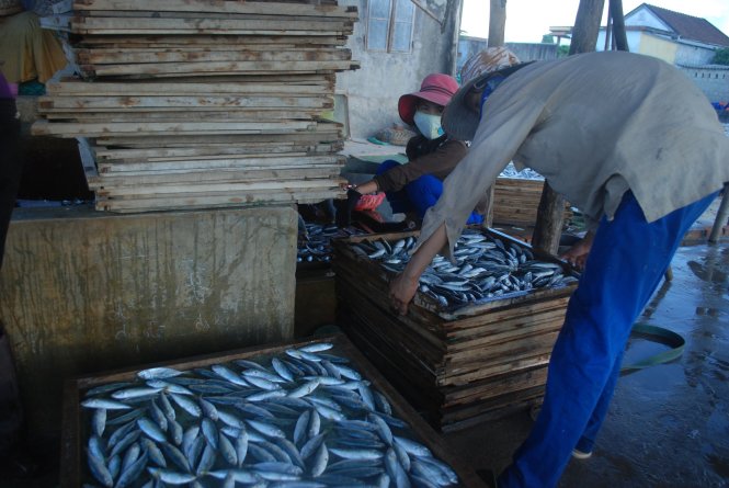 Deadly toxin found in frozen mackerel in central Vietnam