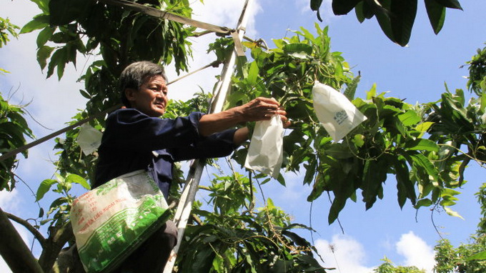The ‘Spider-Men’ of Vietnam’s mango farms