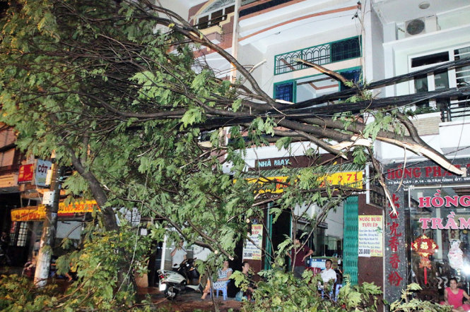 Torrential rains axe, uproot trees in Ho Chi Minh City