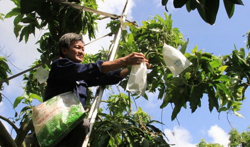 The ‘Spider-Men’ of Vietnam’s mango farms