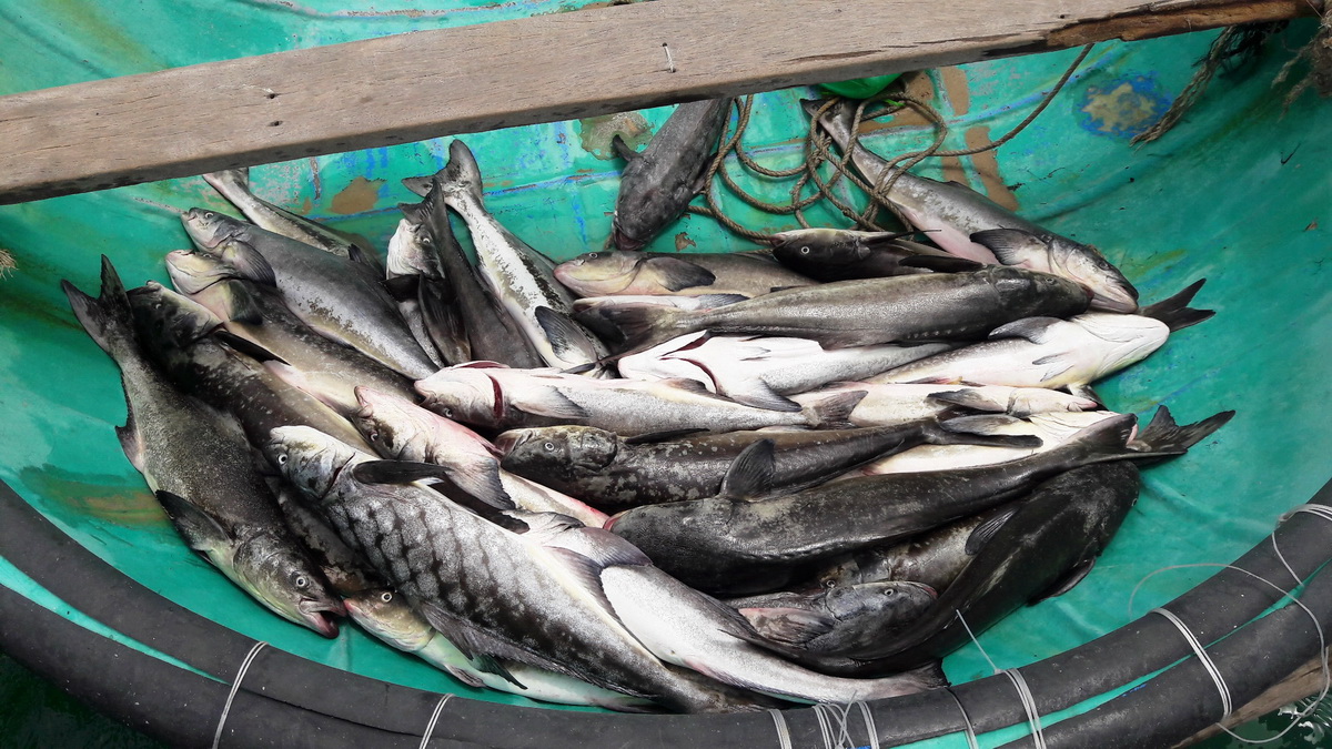 Facility allegedly responsible for farm-raised fish deaths in southern Vietnam