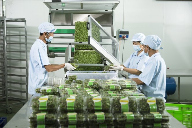 Vietnam’s Vingroup debuts greenhouse veggies