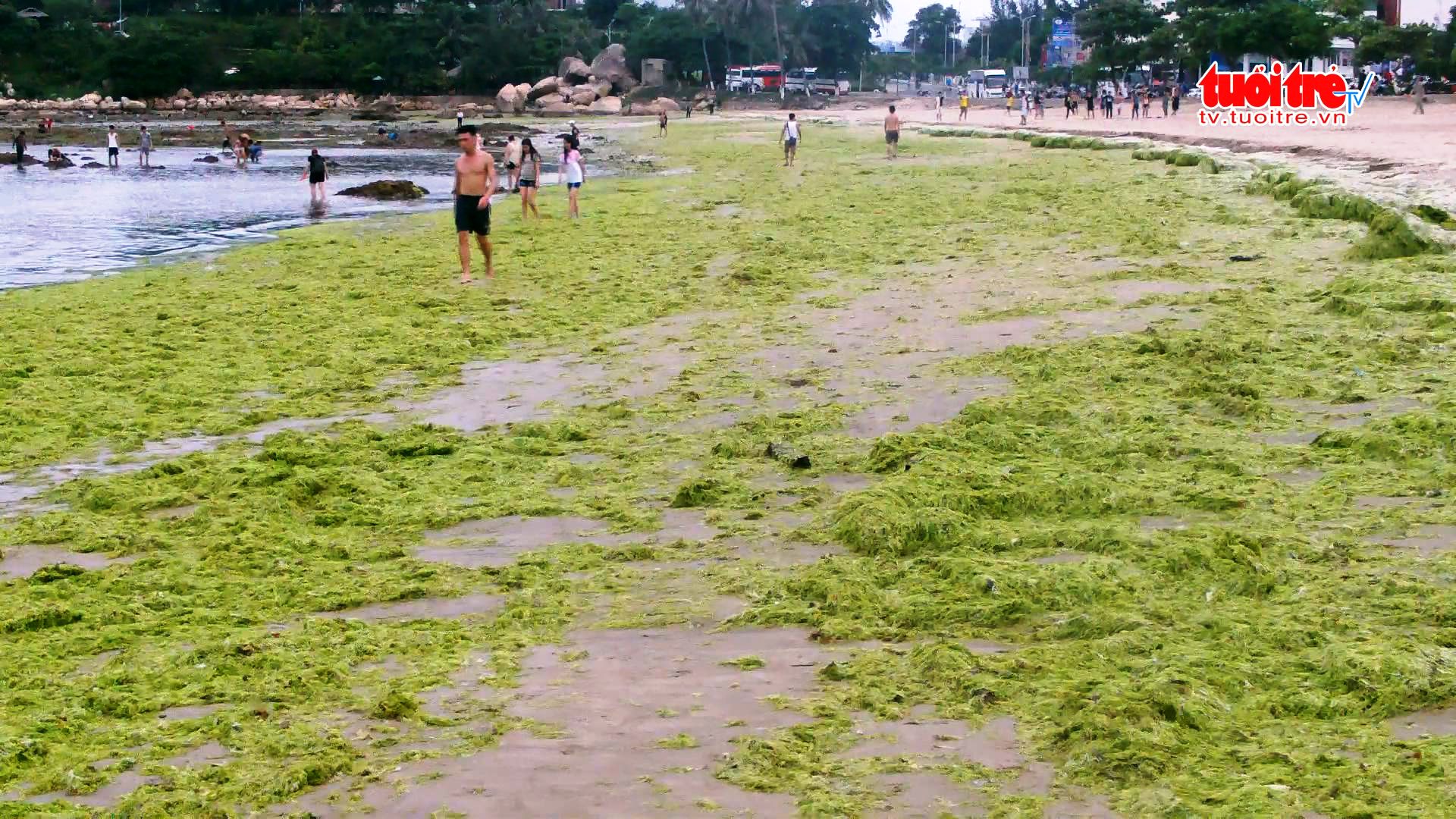 Vietnam’s Hon Chong Beach dyed green by algae