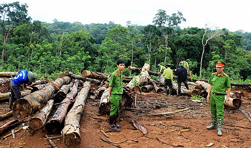Primary forest illegally exploited in Vietnam’s Central Highlands