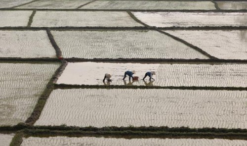 Vietnam’s rice exports to drop to eight-year low: association