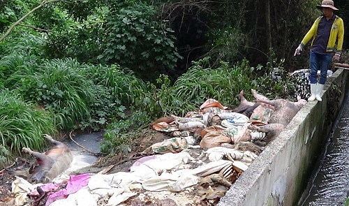 Business caught dumping dead swine into Saigon River
