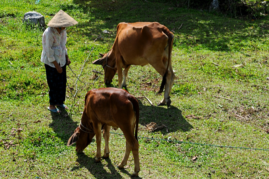 Tran Thi Dang works as a cattle tender for her neighbors to earn a living.