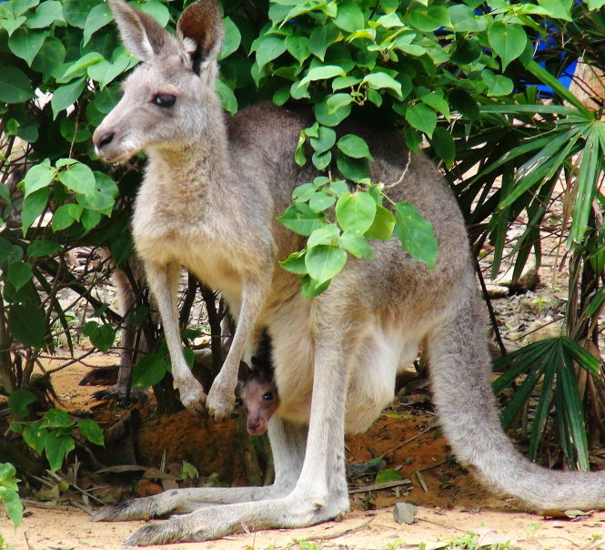 A kangaroo holding its baby in its pouch.