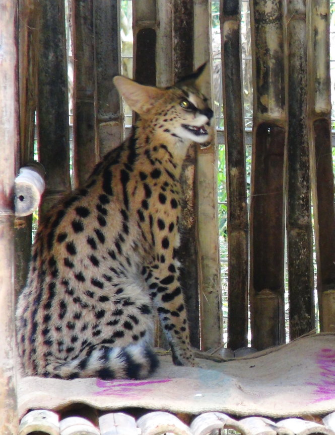 A five-month-old serval at the Vinpearl Safari off the southern province of Kien Giang.