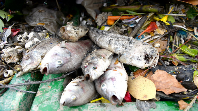 More fish die in Ho Chi Minh City canal, toxic gases suspected