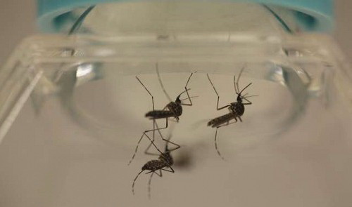 Vietnam confirms third Zika case