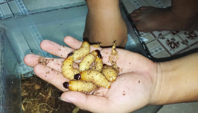 In Vietnam, coconut worms still sold openly despite ban