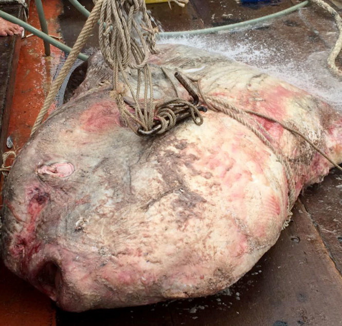 Endangered ocean sunfish, weighing nearly 1 ton, netted in north-central Vietnam
