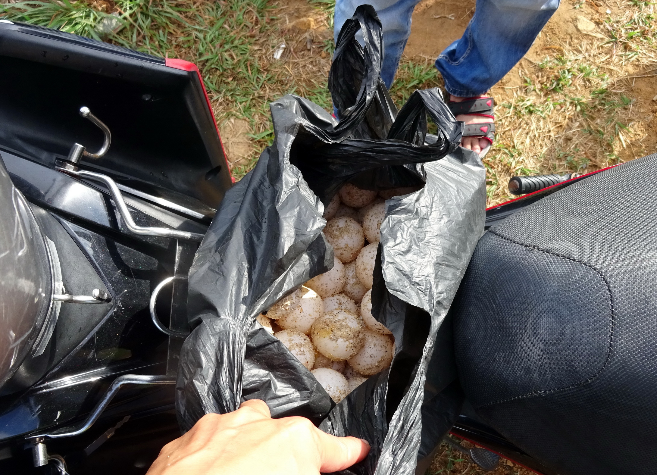 Vietnam prosecutor says turtle egg is not from a turtle