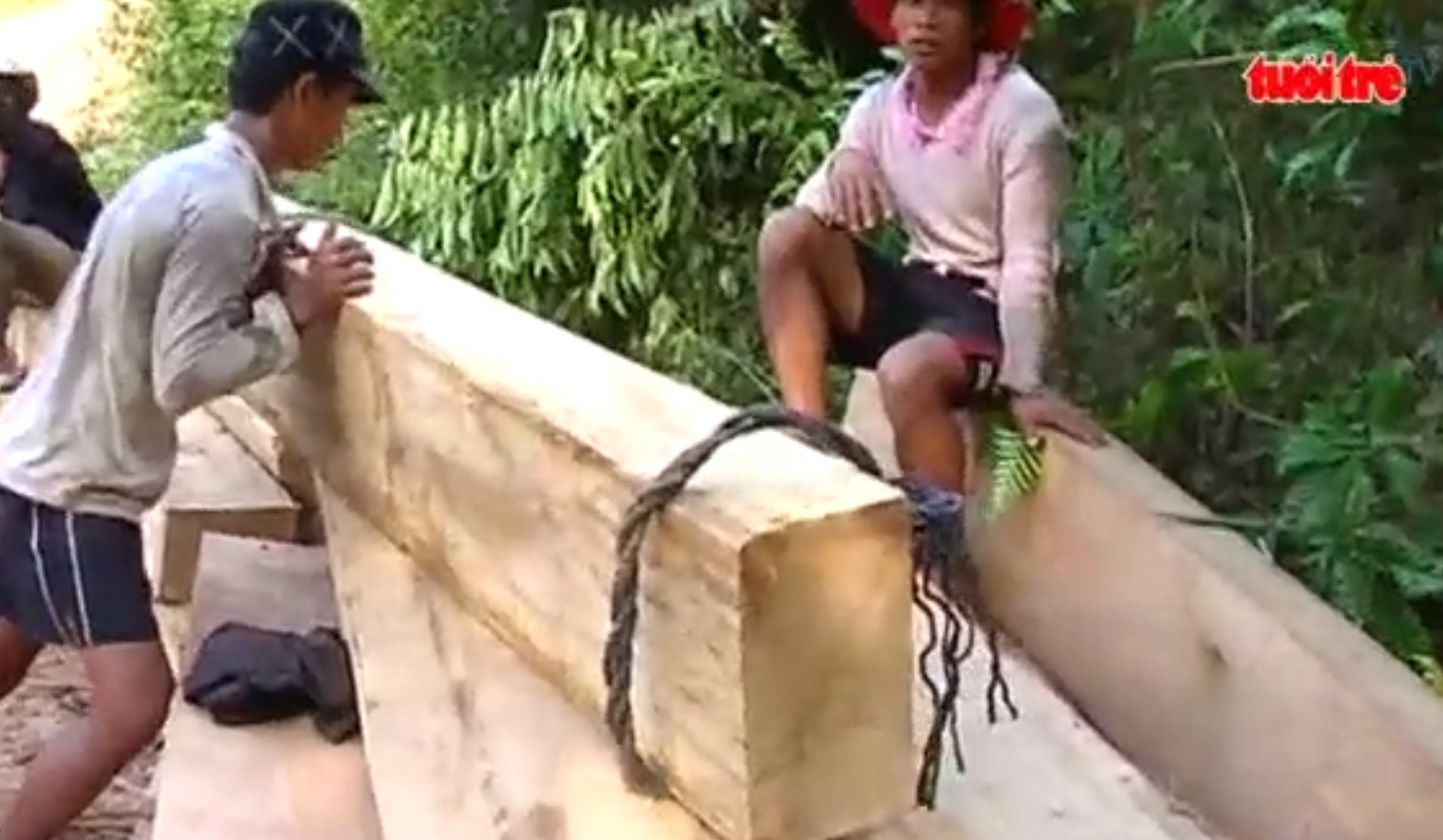Numerous illegal logging cases detected in central Vietnam