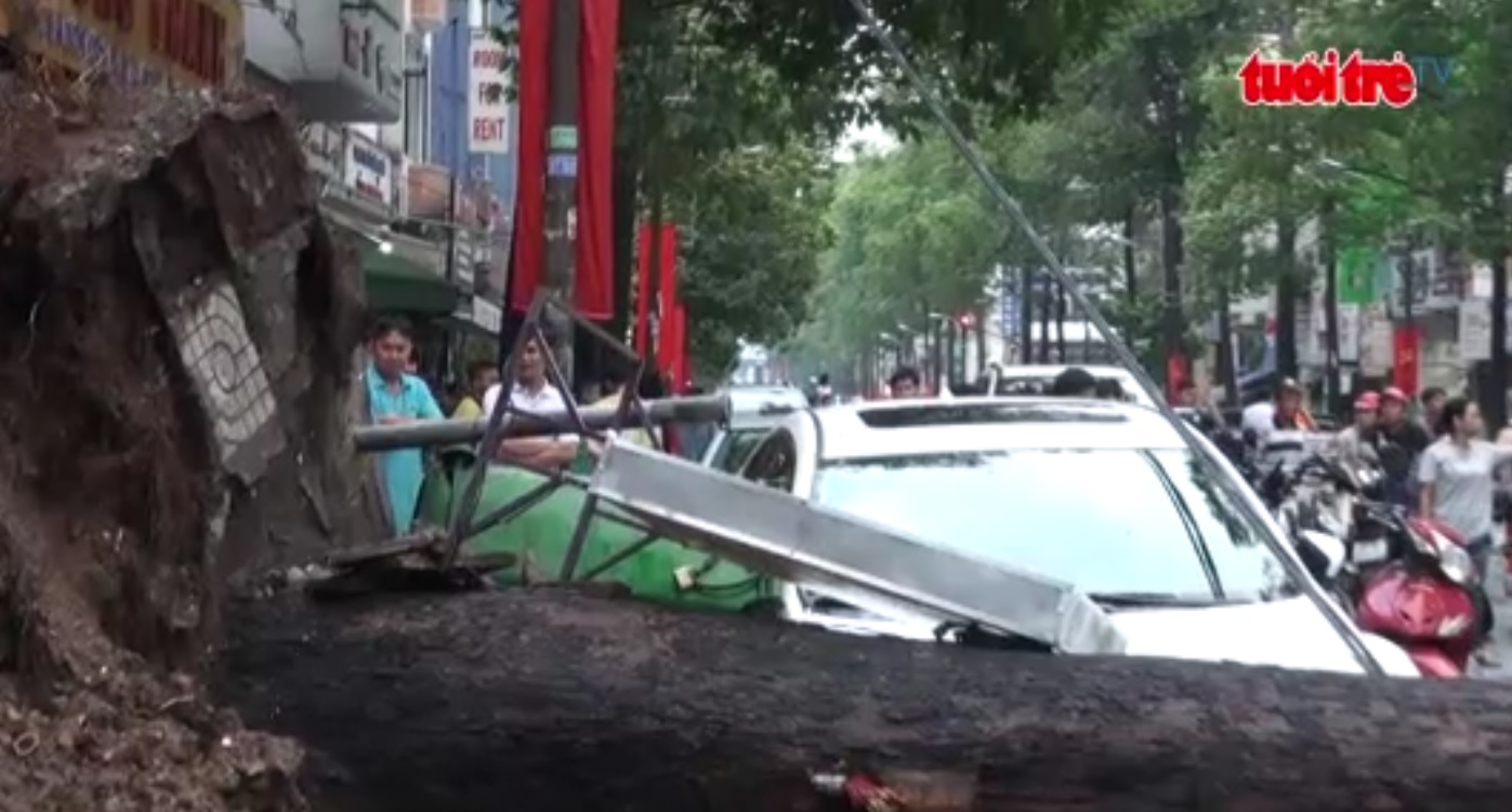 Falling tree kills one in Ho Chi Minh City