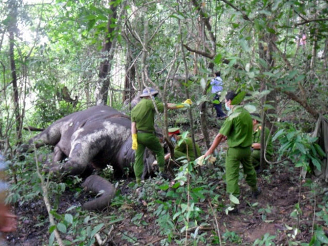 3-month-old elephant found dead at Vietnam’s national park