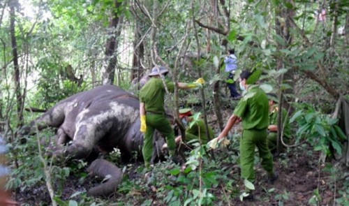 3-month-old elephant found dead at Vietnam’s national park