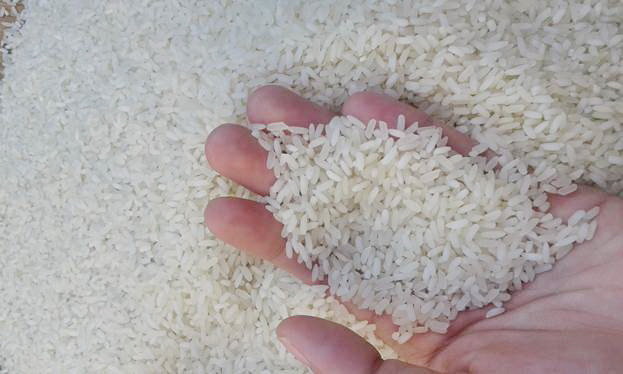 Agency blasted for selecting Chinese variety as Vietnam’s standard rice