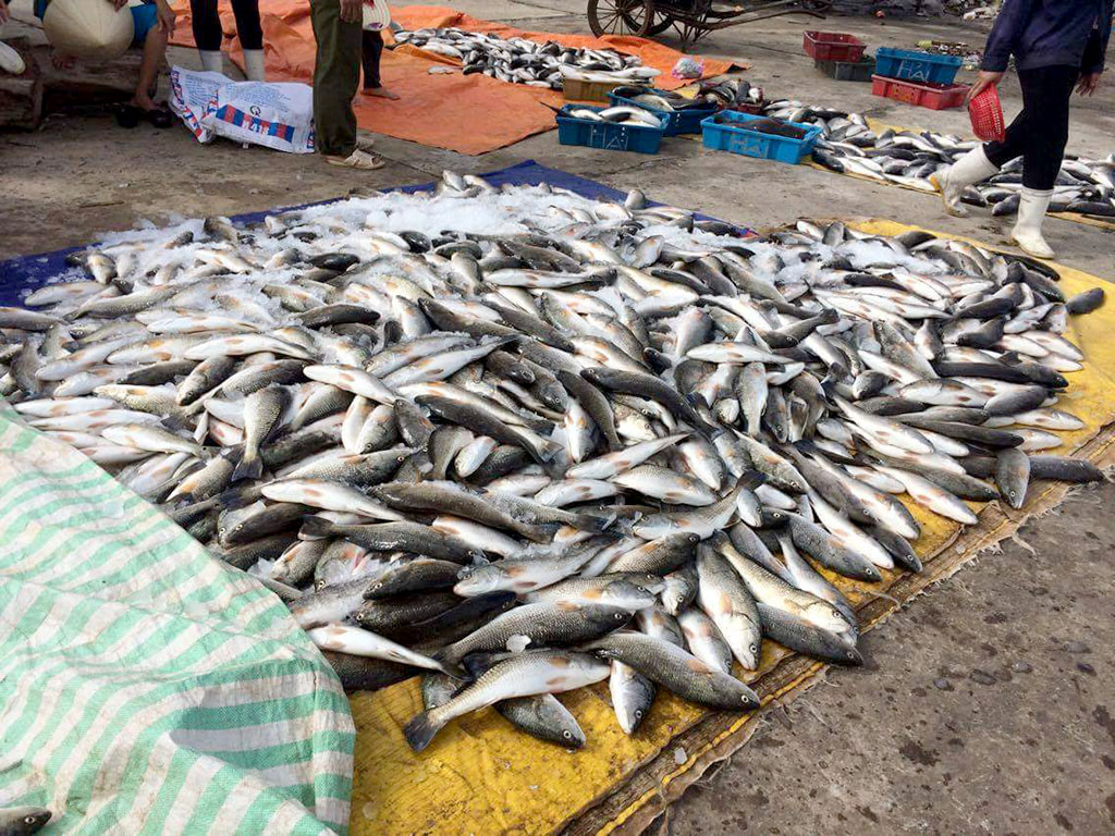 Red tide kills fish in north-central Vietnam: tests