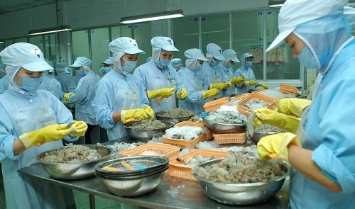 Vietnam imports over 120,000 tons of shrimp a year: expert