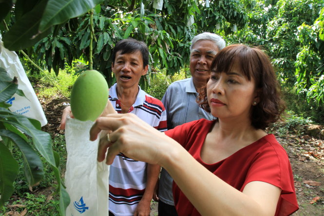 How to become an online mango tree owner in Vietnam
