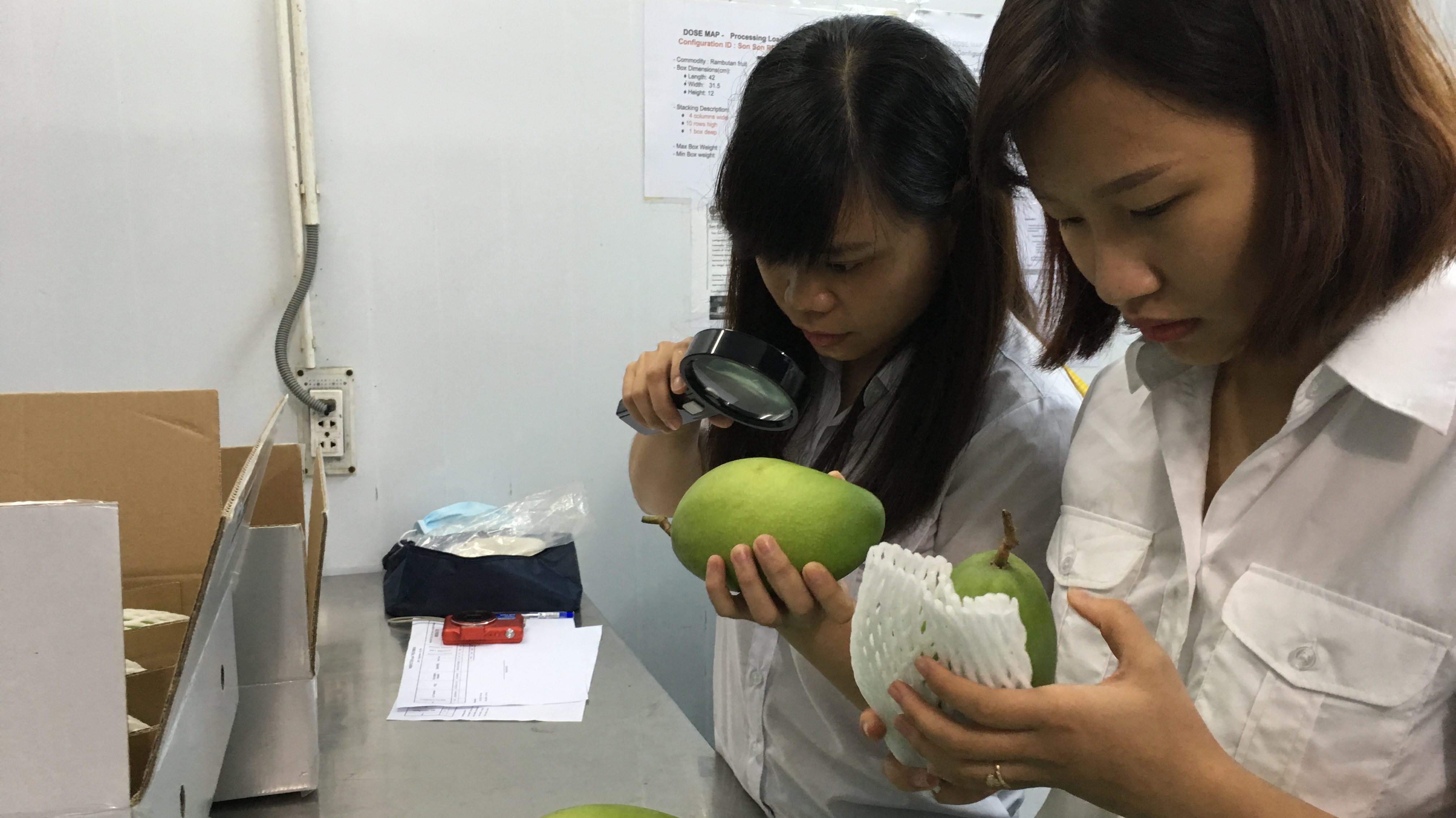 Fruit, vegetable exports surpass rice shipments: Vietnam Customs