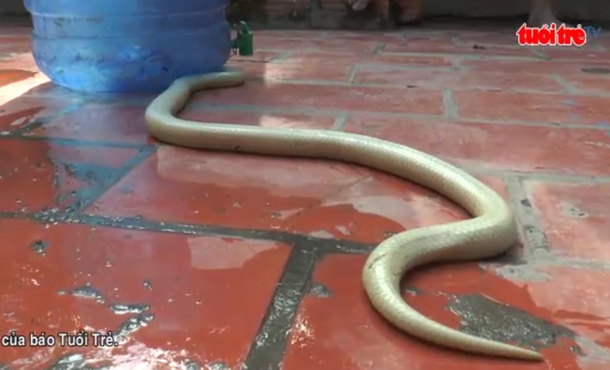 Strange white snake caught in southern Vietnam