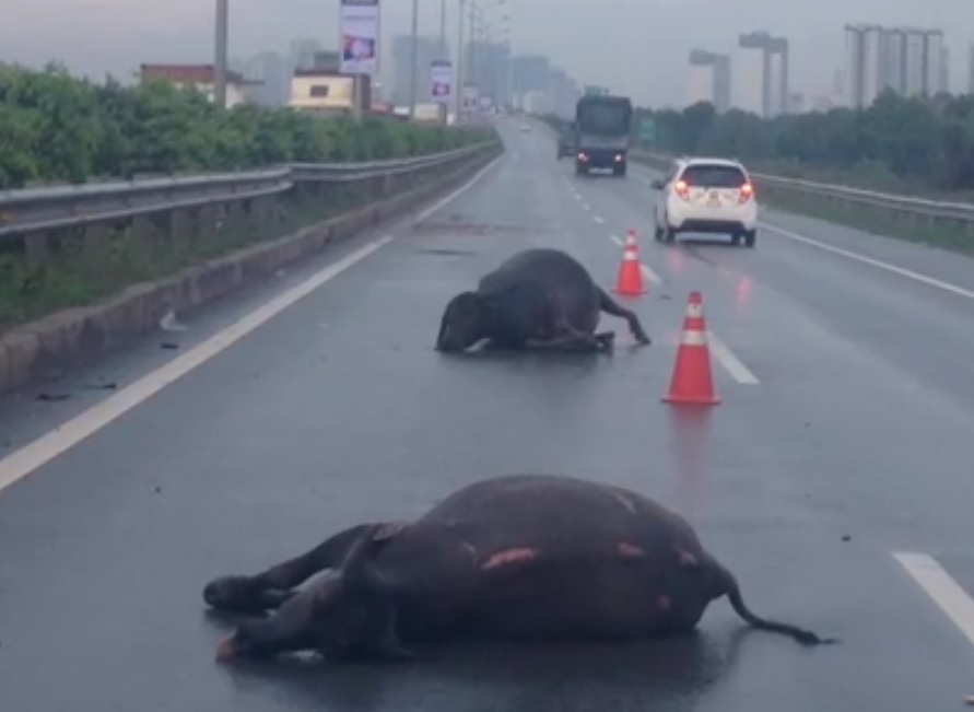 Livestock – vehicle collision to be resolved urgently in southern Vietnam