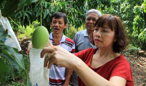 How to become an online mango tree owner in Vietnam