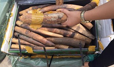 Over 300kg of alleged elephant tusks seized at Vietnam airport
