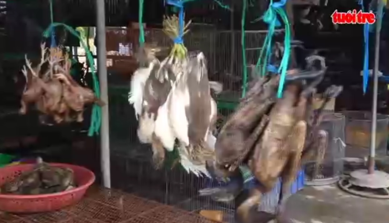 Endangered birds sold publicly in southern Vietnam
