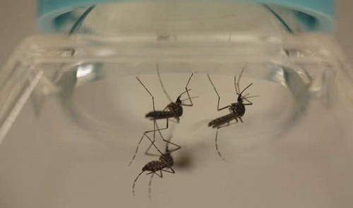 Two more Vietnamese contract Zika virus