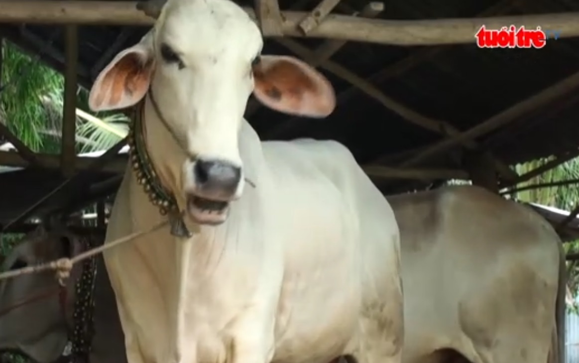 Blind Vietnamese man specializes in estimating livestock’s weight