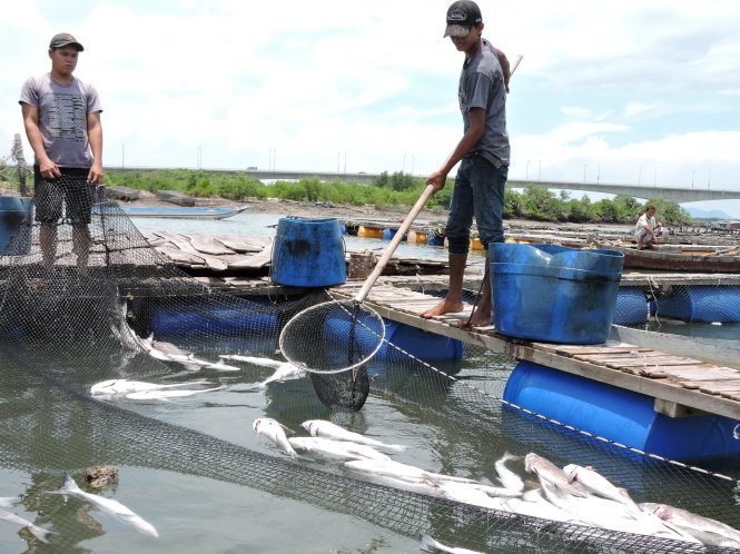 Maritime environment changes likely behind fish deaths in southern Vietnam