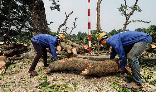 Numerous trees chopped down in Hanoi, Saigon for railway, subway constructions