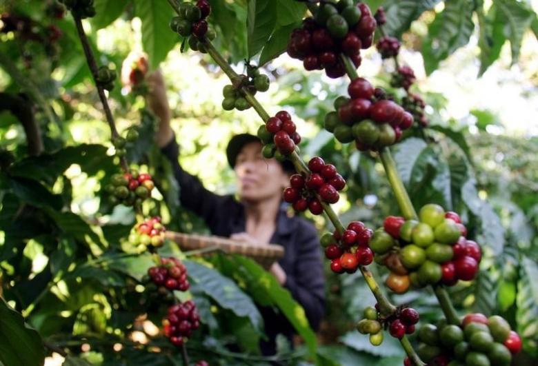 Asia coffee's quotations unchanged; Concerns over rain in Vietnam