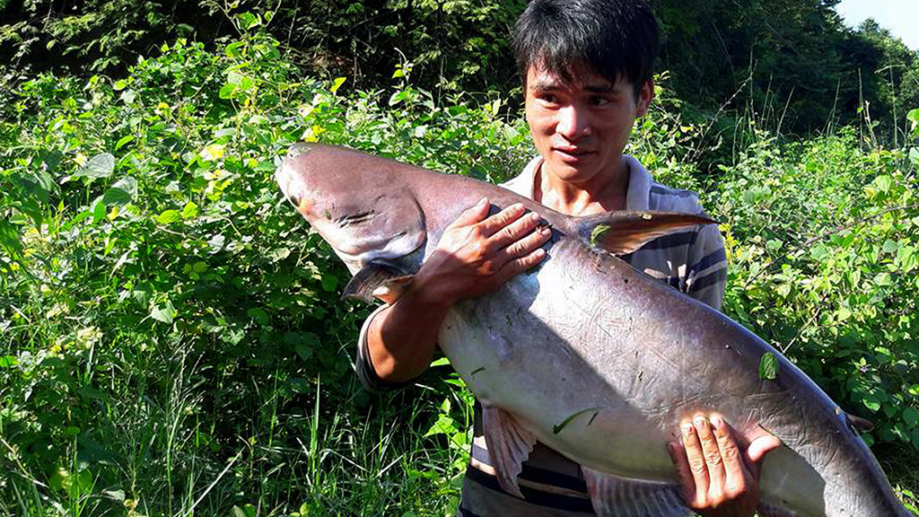 In Vietnam, locals catch big fish following water release from hydroelectric dam