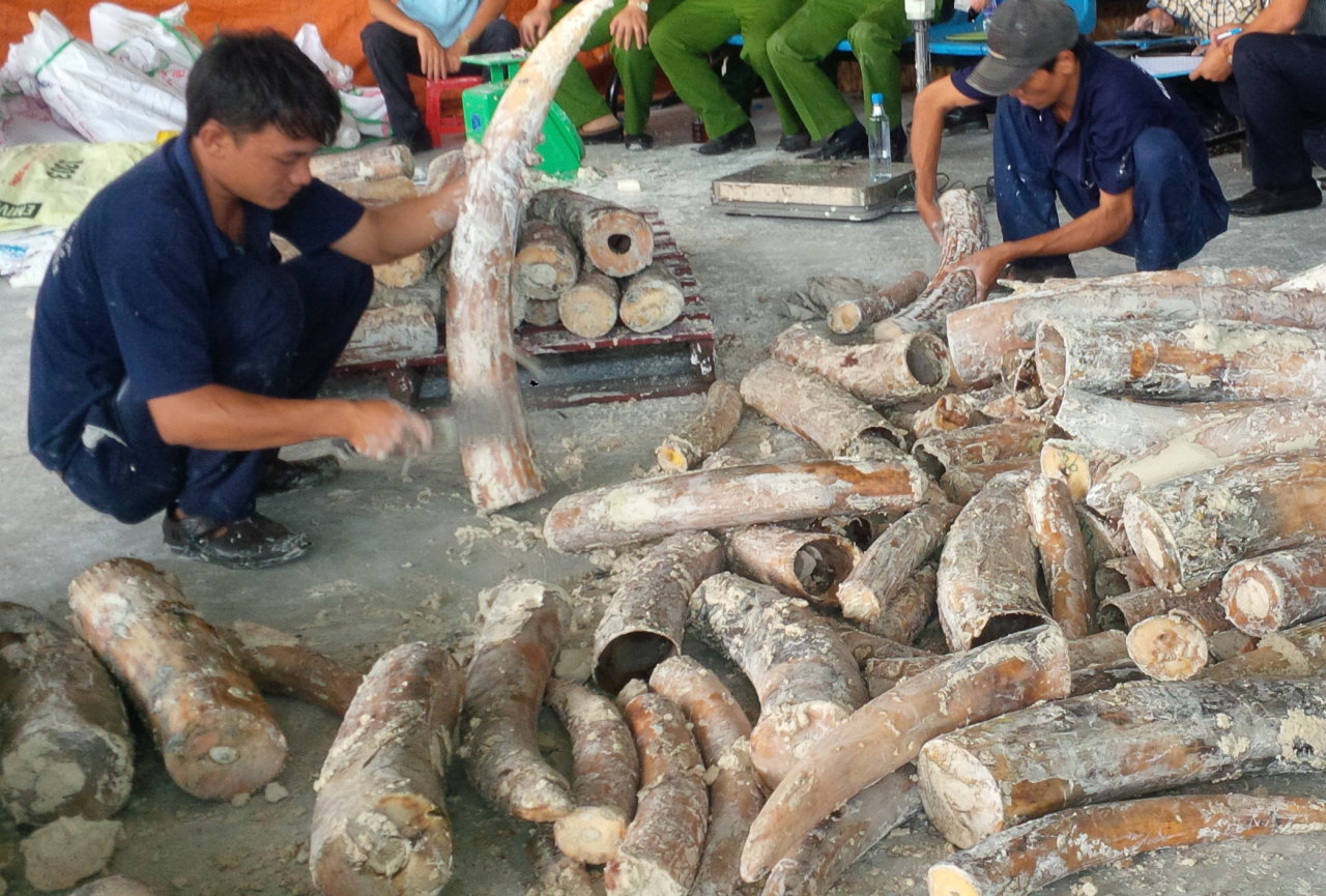 Vietnam a port for smuggled elephant tusks