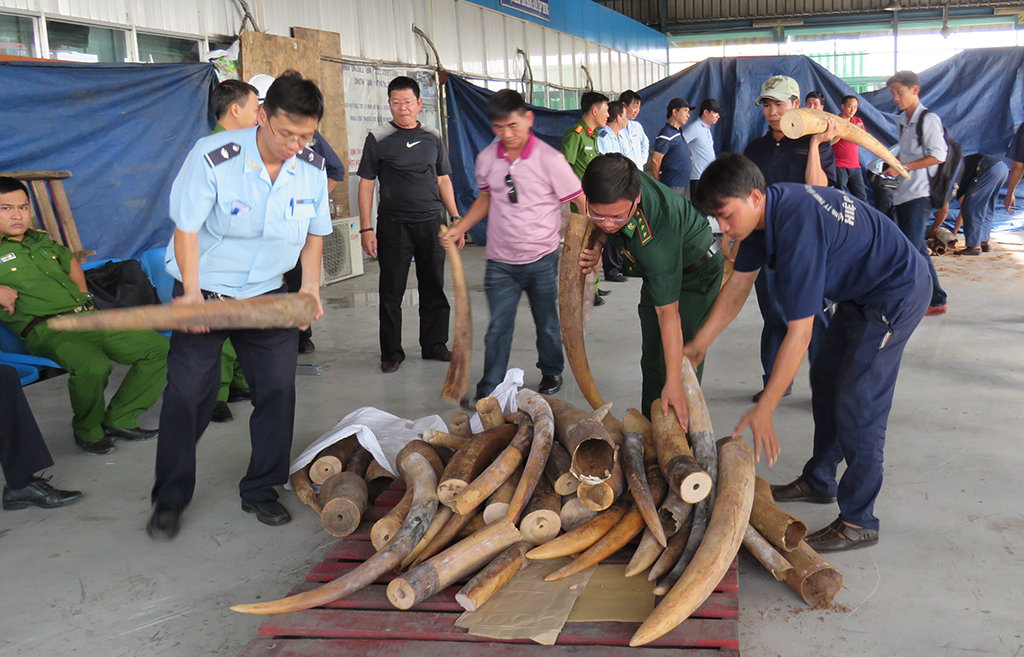 Behind the illegal ivory market in Ho Chi Minh City
