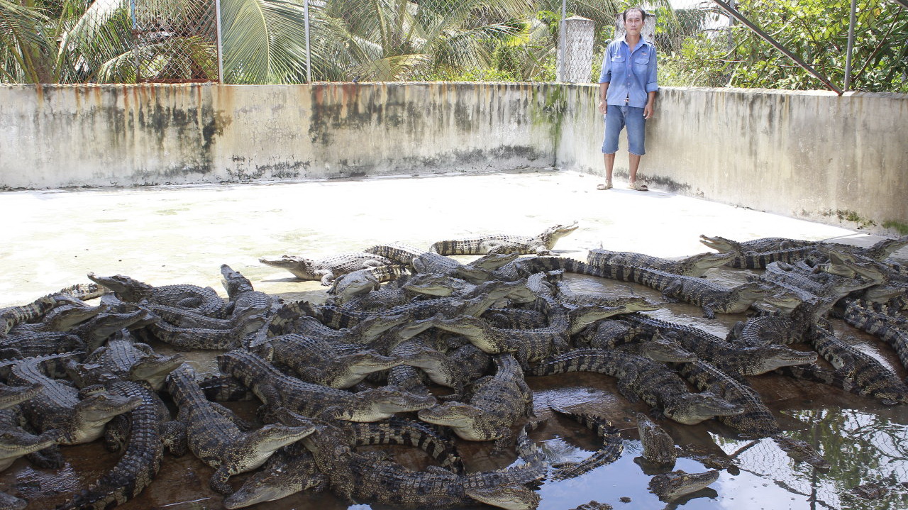 Vietnam croc farms suffer as Chinese market shrinks