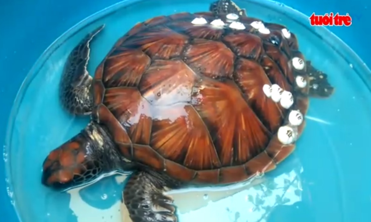Rare 5.5kg sea turtle caught in central Vietnam