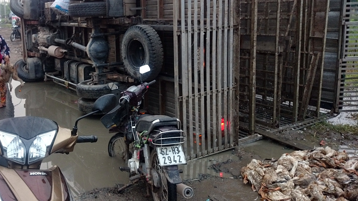 Locals buy dead ducks to help driver as truck overturns in southern Vietnam