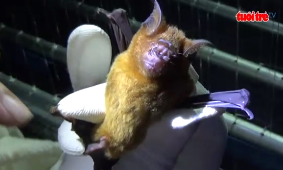 Vietnamese, Taiwanese researchers team up to understand bats