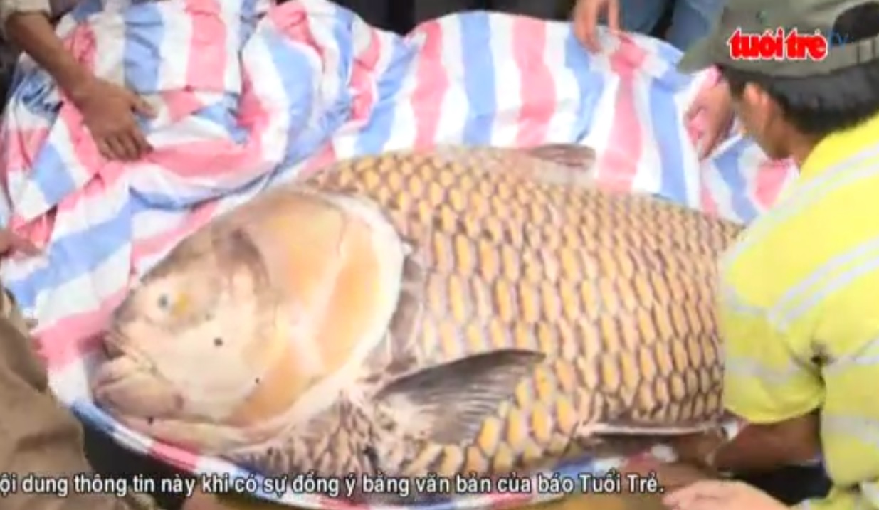 1.5m yellow giant barb caught in southern Vietnam